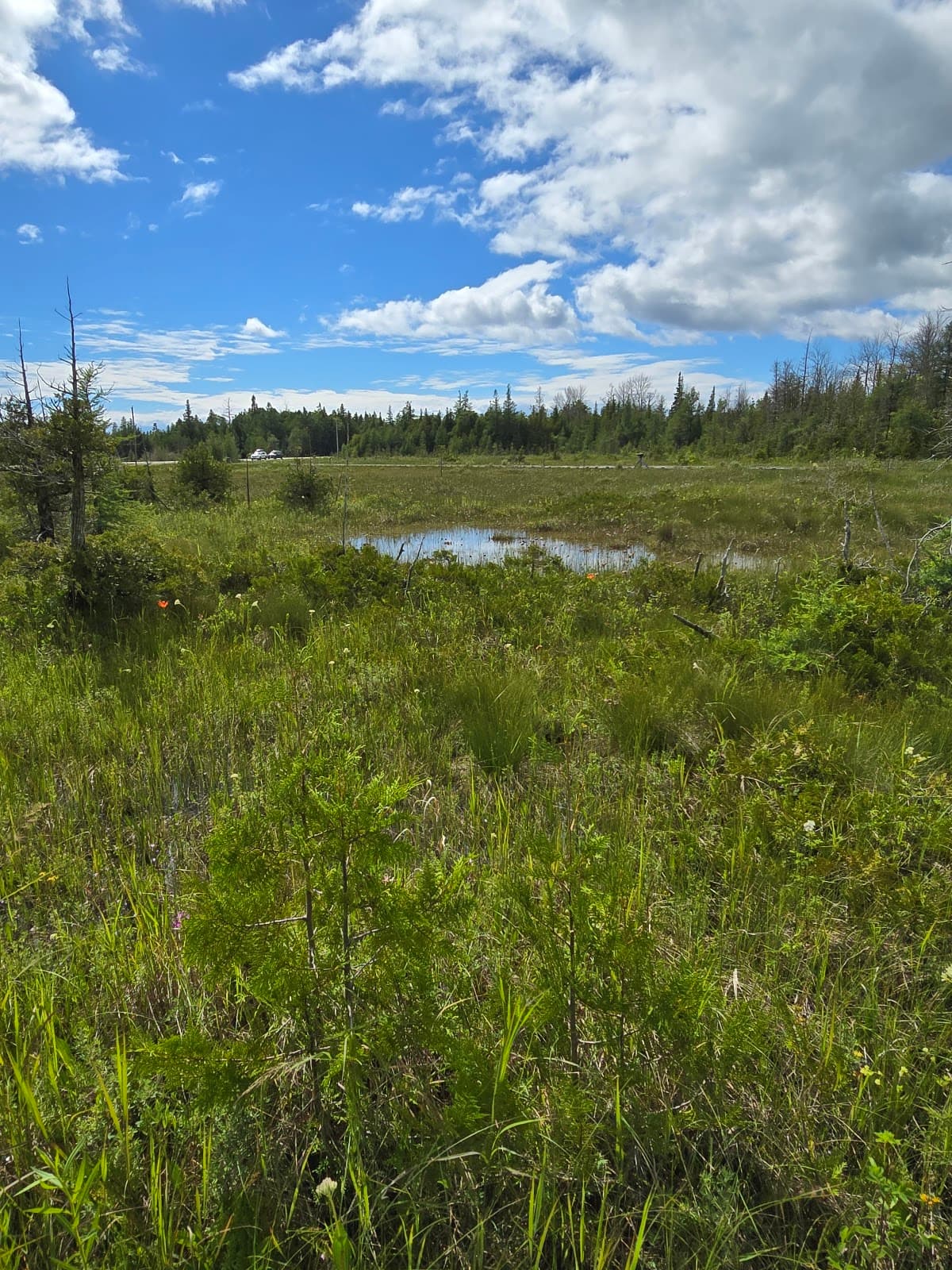 Oliphant Fen Boardwalk - Image 1