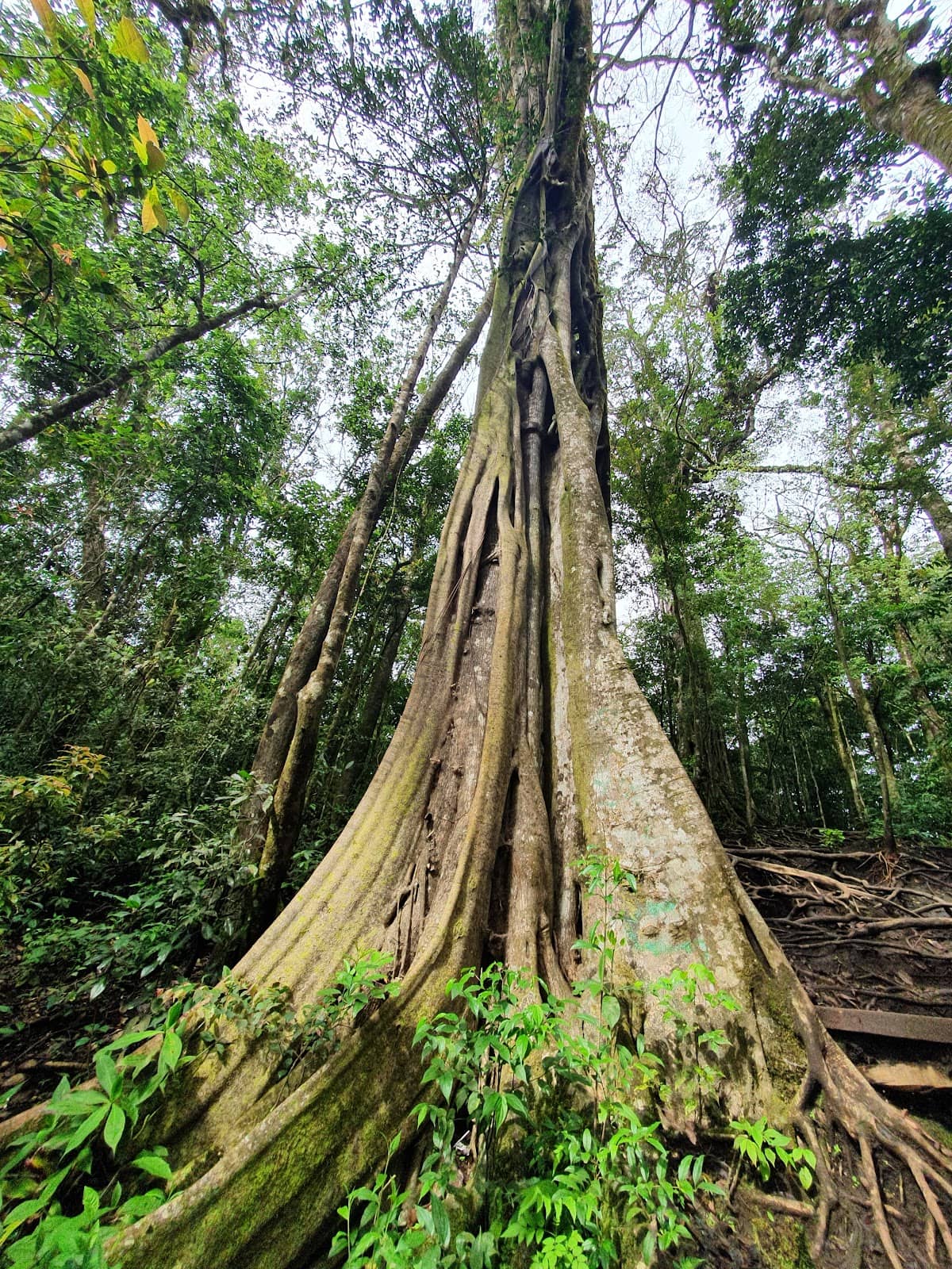 Strangler Fig Phenomenon