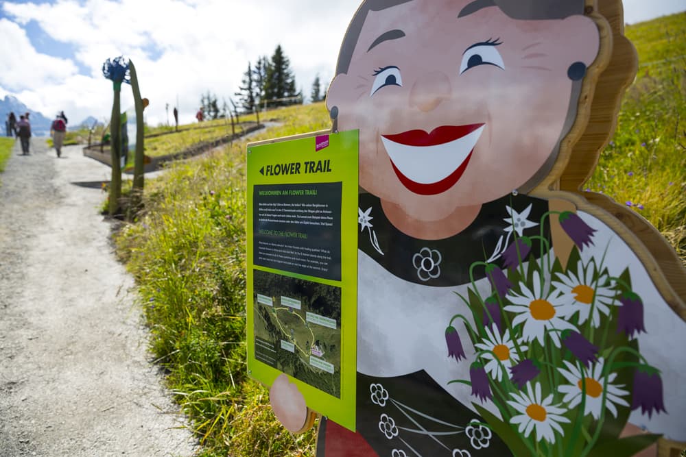 Allmendhubel Flower Trail Mürren - Image 1