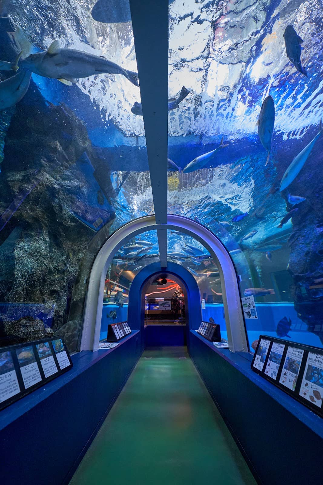 Underwater Viewing Tunnel