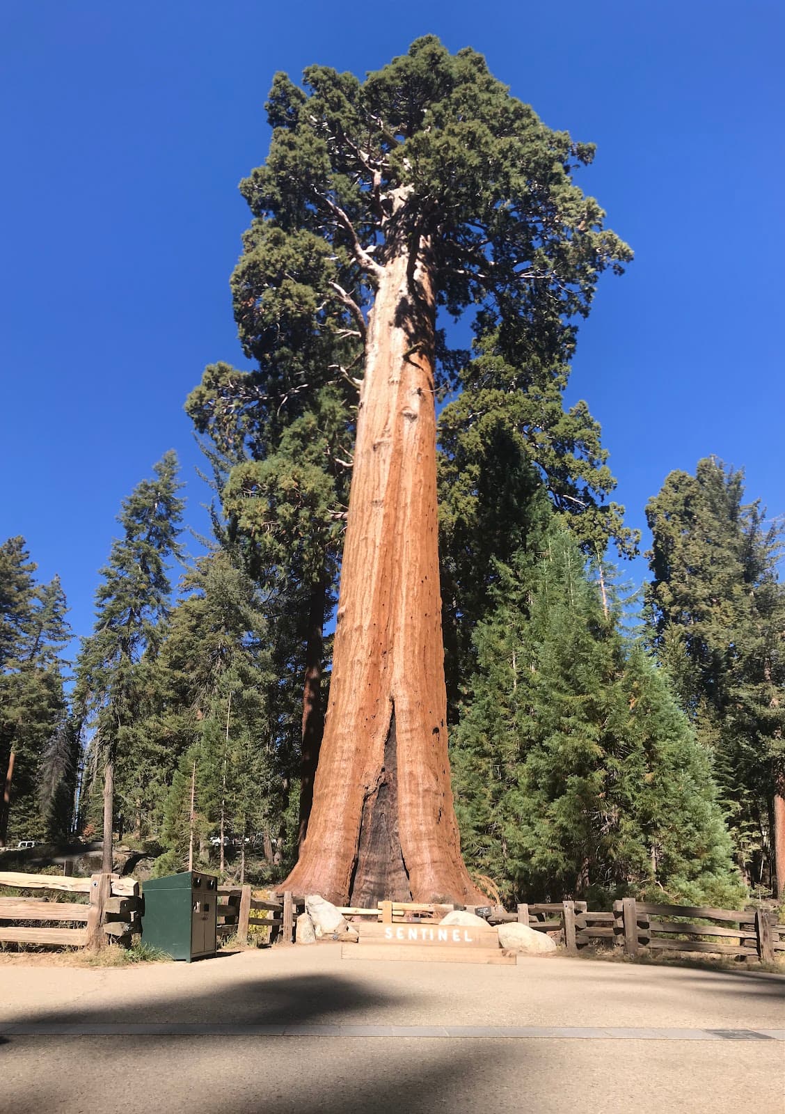 General Grant Tree - Image 1