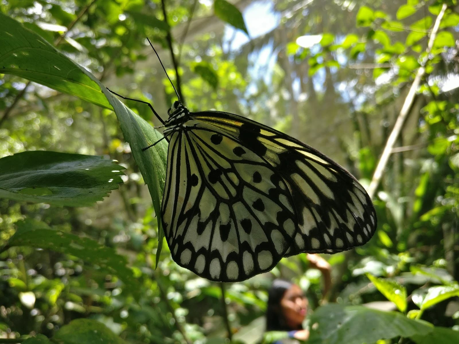 Butterfly Sanctuary Bilar Bohol - Image 1