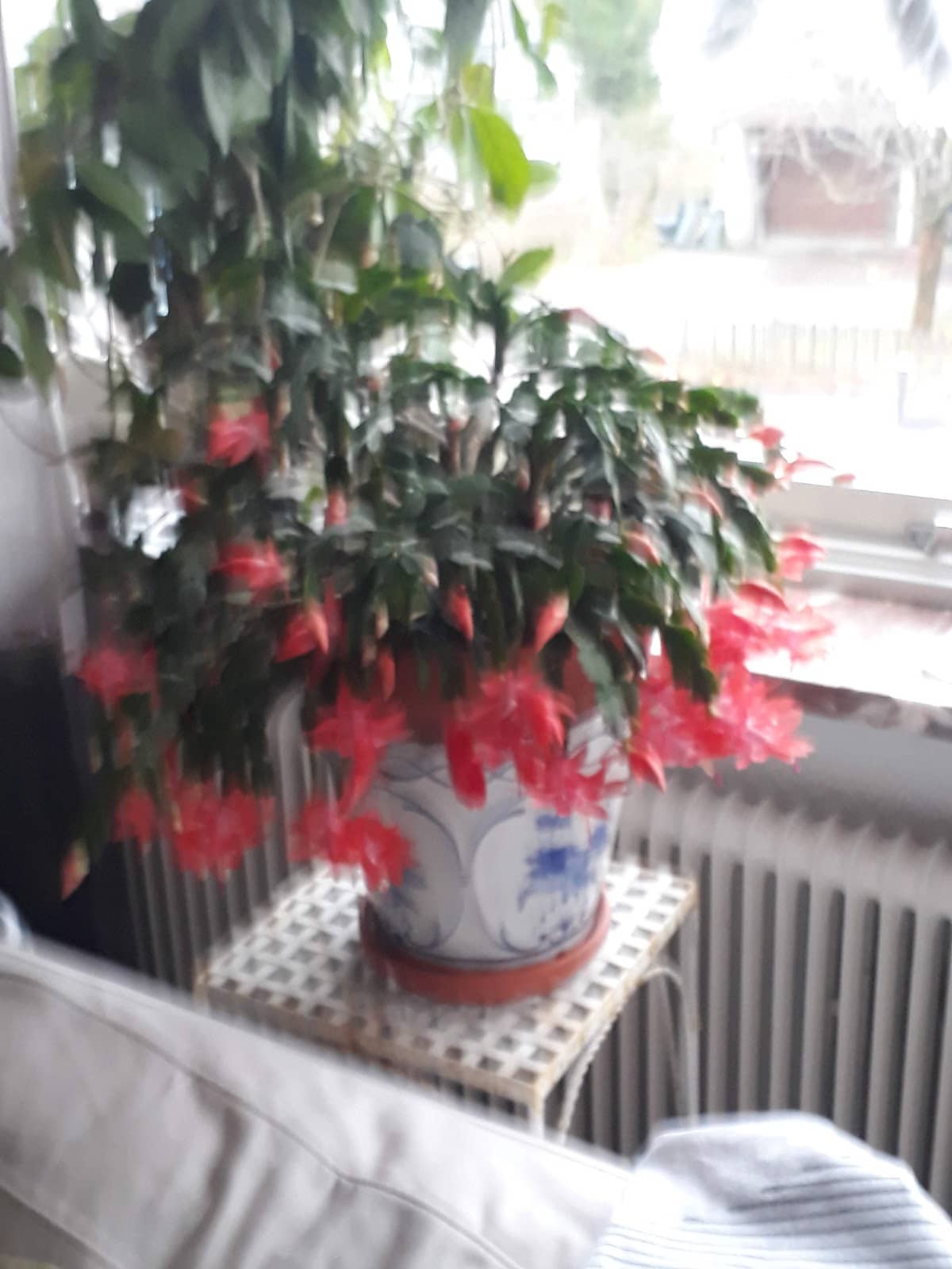 Electric Boat Rentals