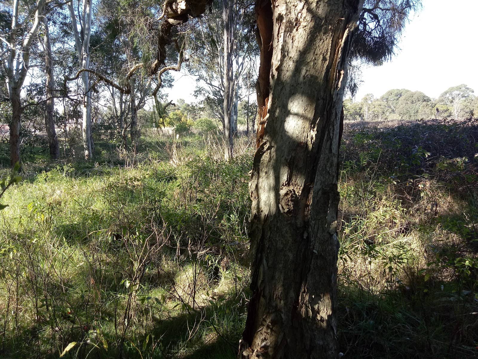 Eastern Grey Kangaroos