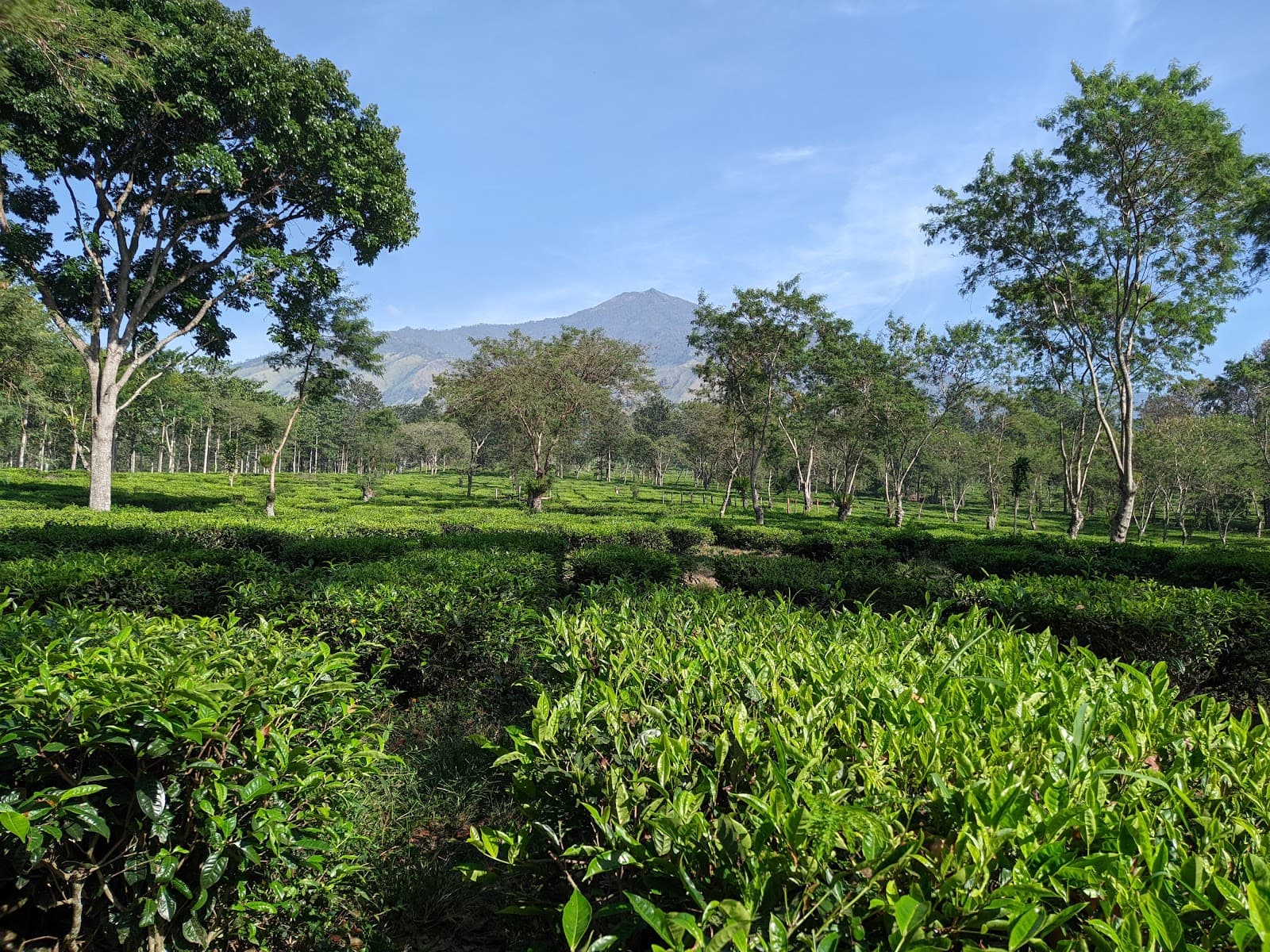 Wonosari Tea Plantation - Image 1