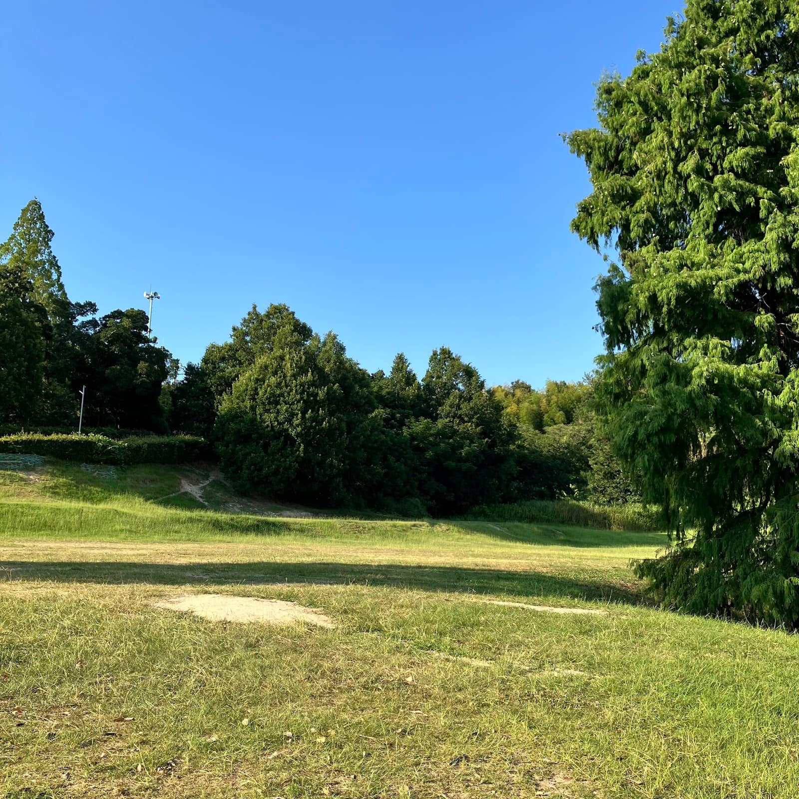 Spacious Grassy Fields