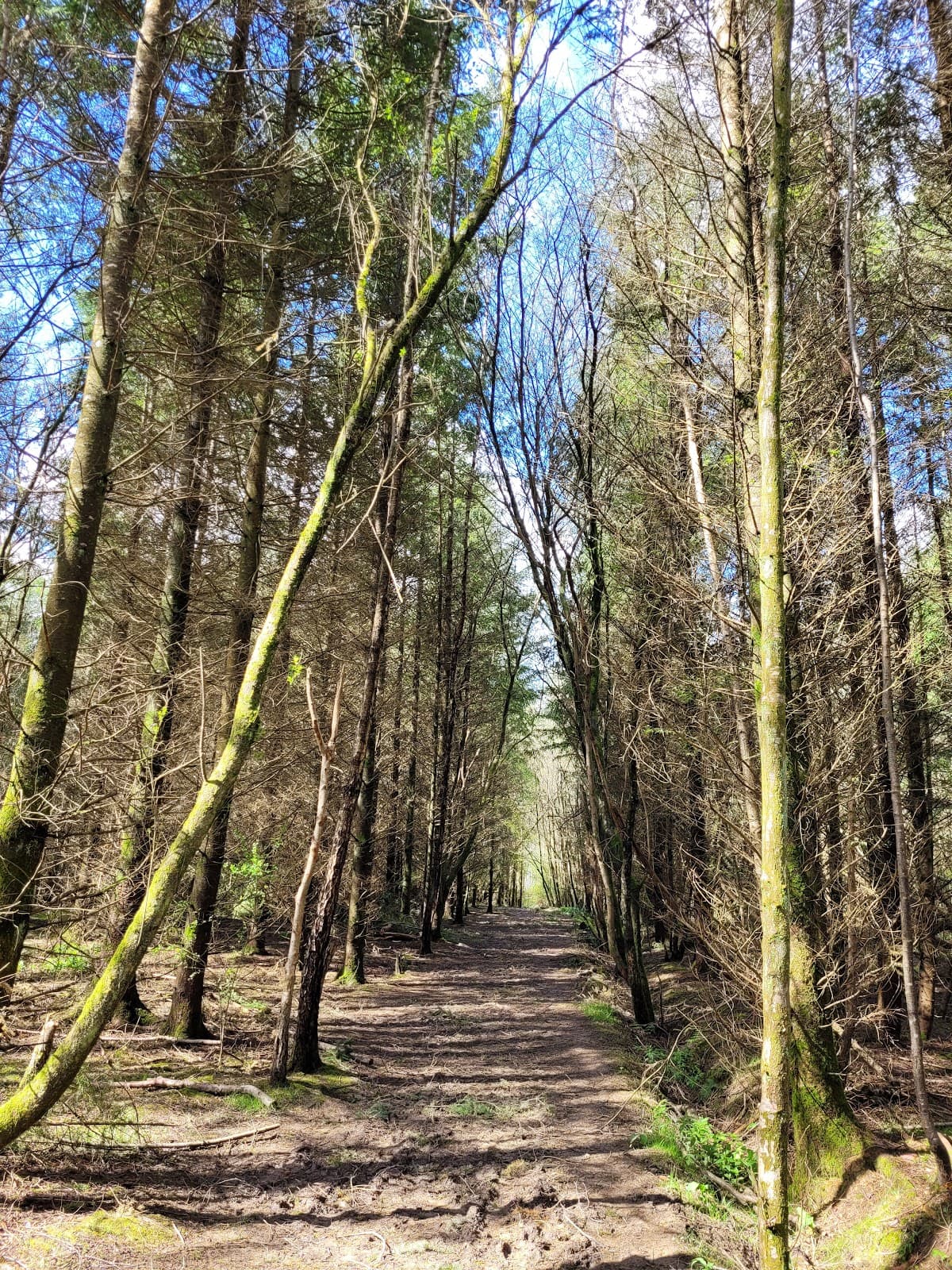 Brede High Woods - Image 1