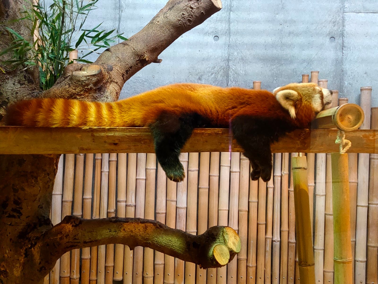 Ishikawa Zoo - Image 1