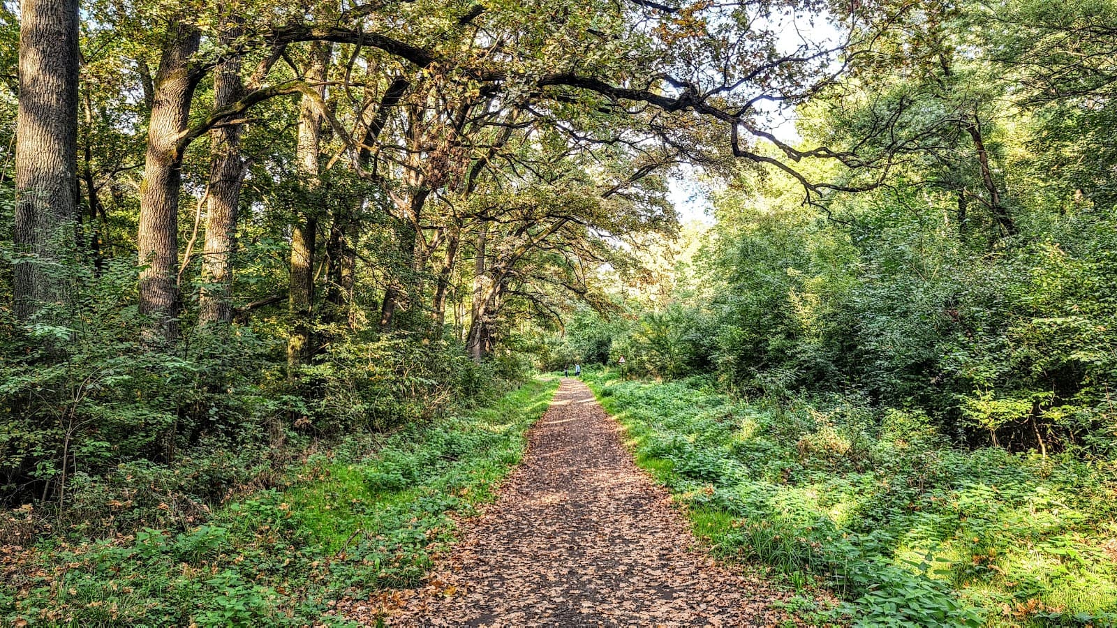Pădurea Verde (Green Forest) - Image 1