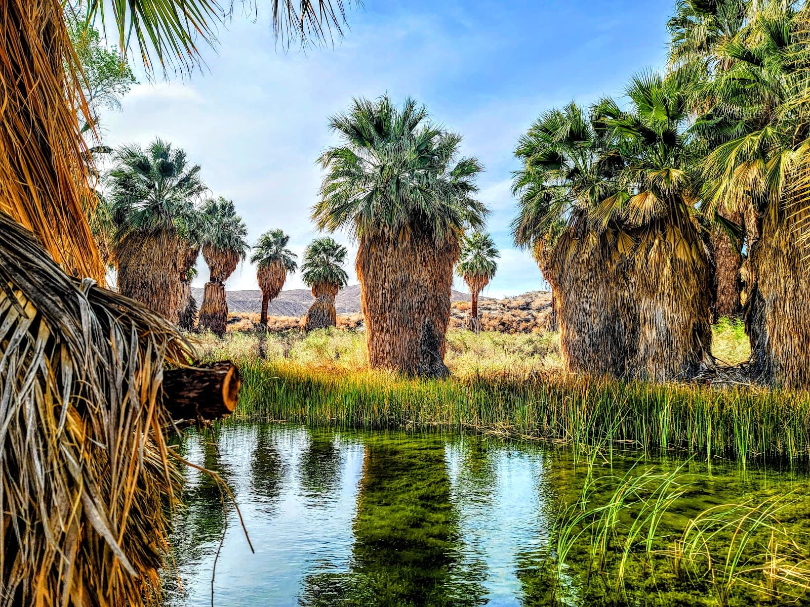 Thousand Palms Oasis Preserve - Image 1