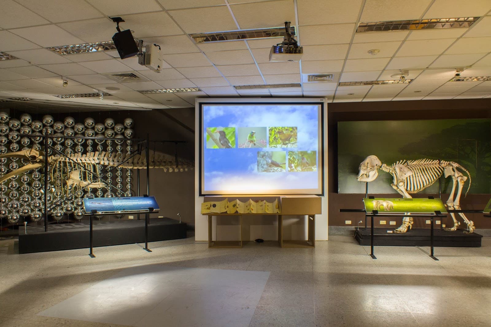NTU Museum of Zoology - Image 1