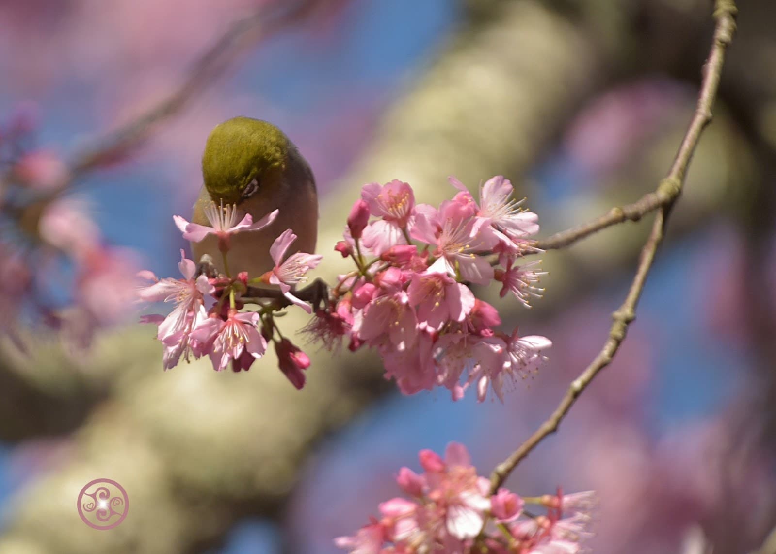 Hamilton East - Image 1