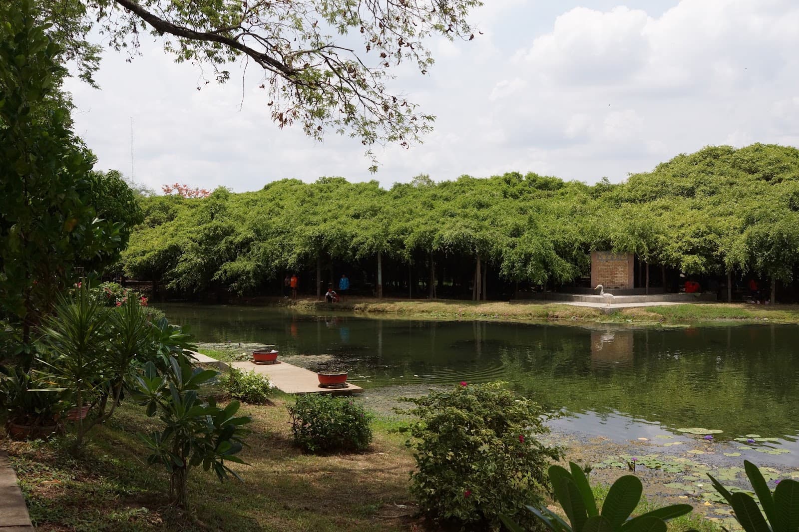 Sai Ngam (Phimai Banyan) - Image 1
