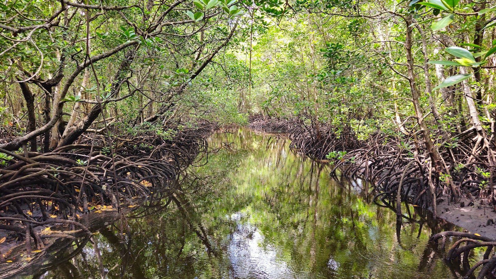 Pete Mangrove Boardwalk - Image 1