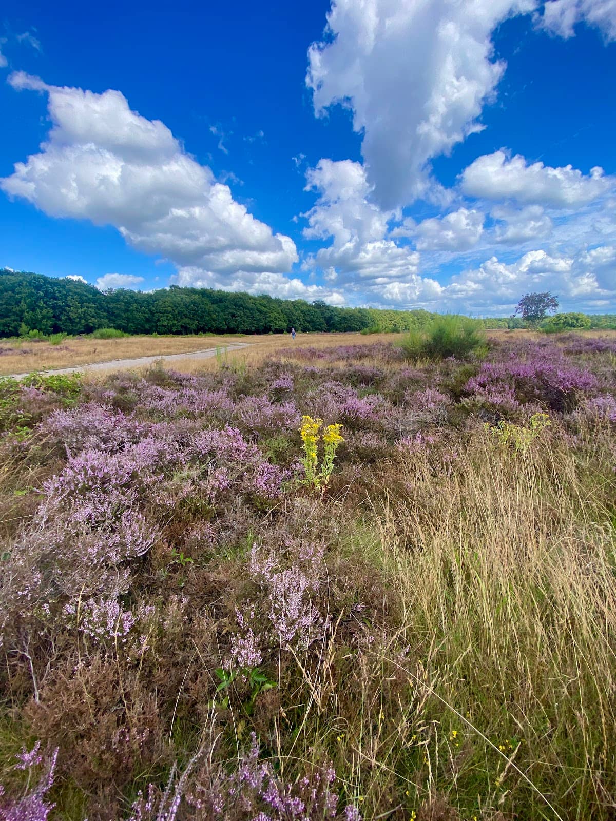 Scenic Walking Trails