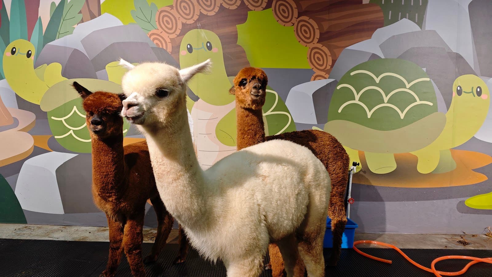 Just Farm @ Just Pets Megastore - Image 1