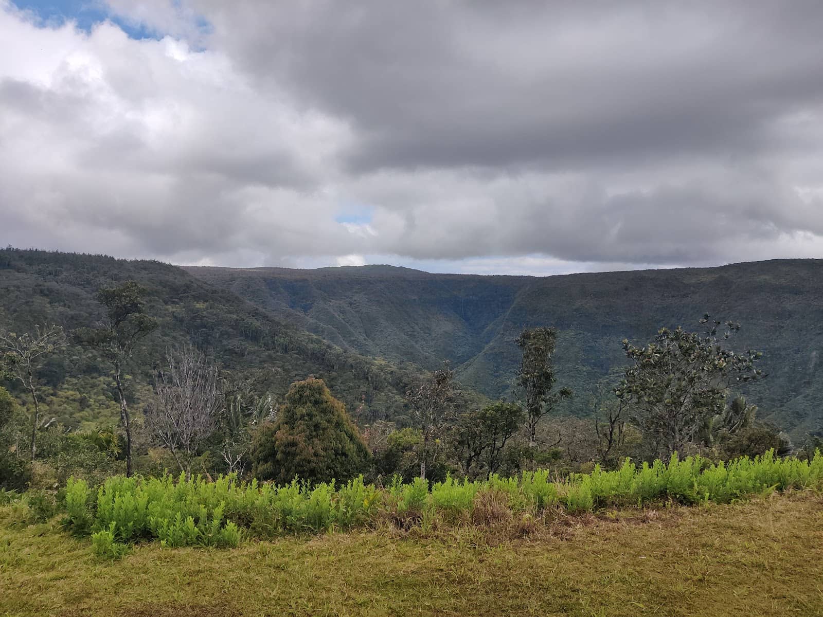 Endemic Forest Conservation Plot