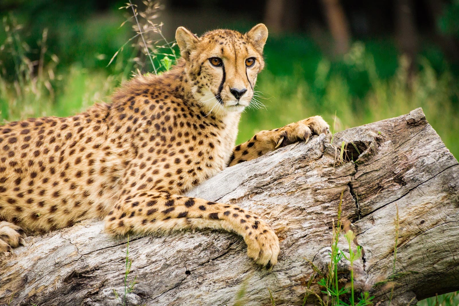 Wildlife Safari (Winston) - Image 1