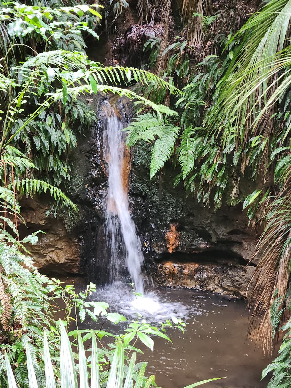 Ratapihipihi Scenic Reserve - Image 1