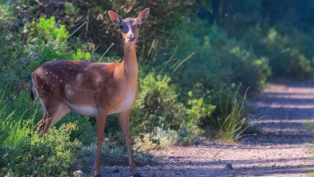 Macchiagrande WWF Oasis - Image 1