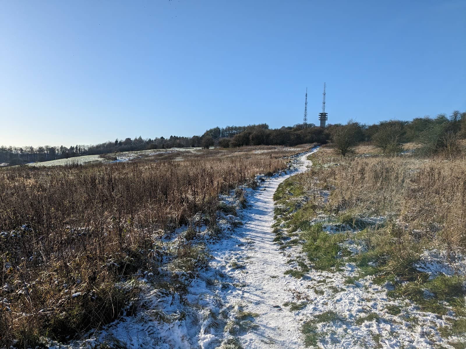 Marbled White Butterfly Haven
