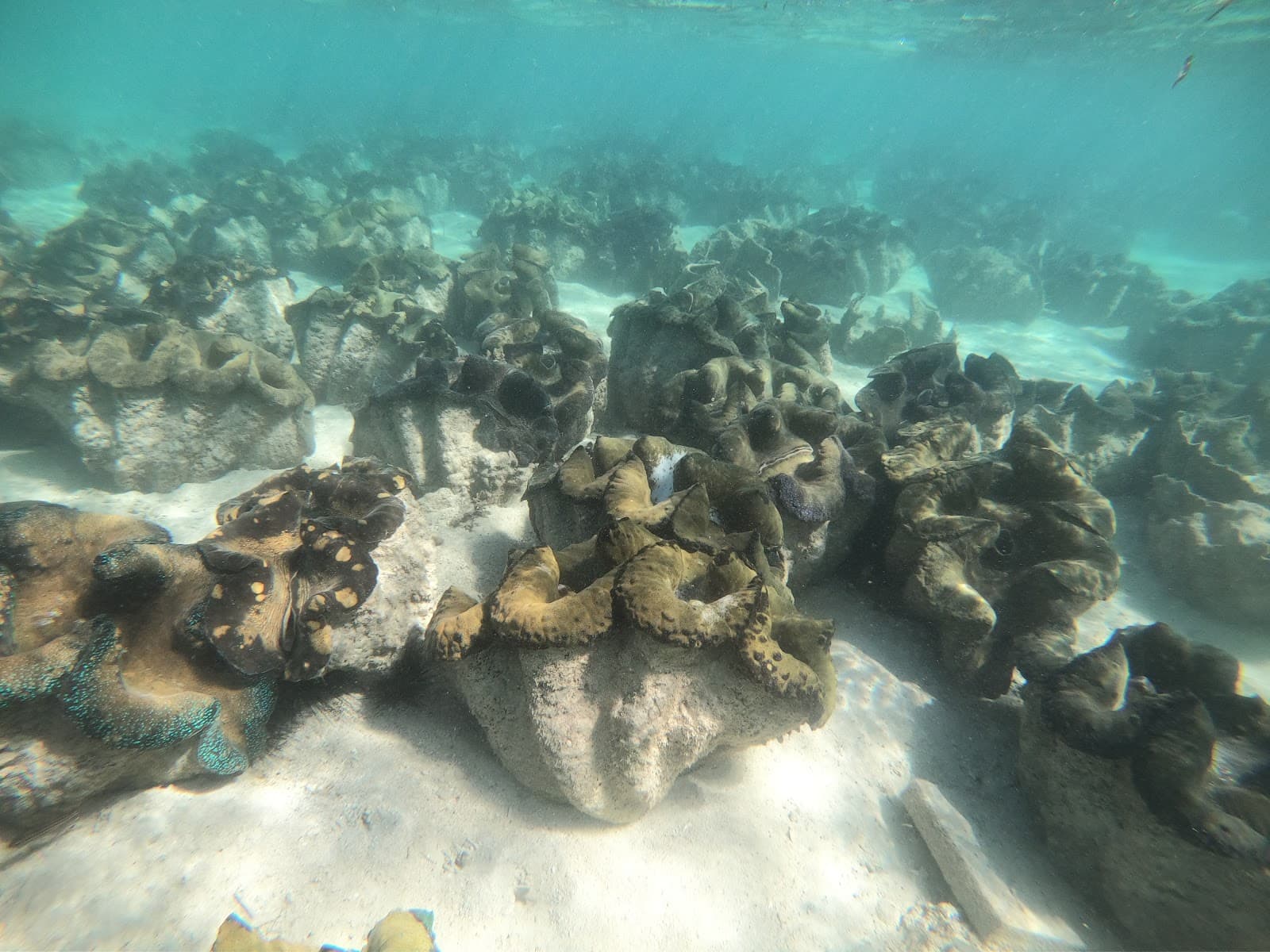 Silaqui Island Giant Clam Sanctuary - Image 1