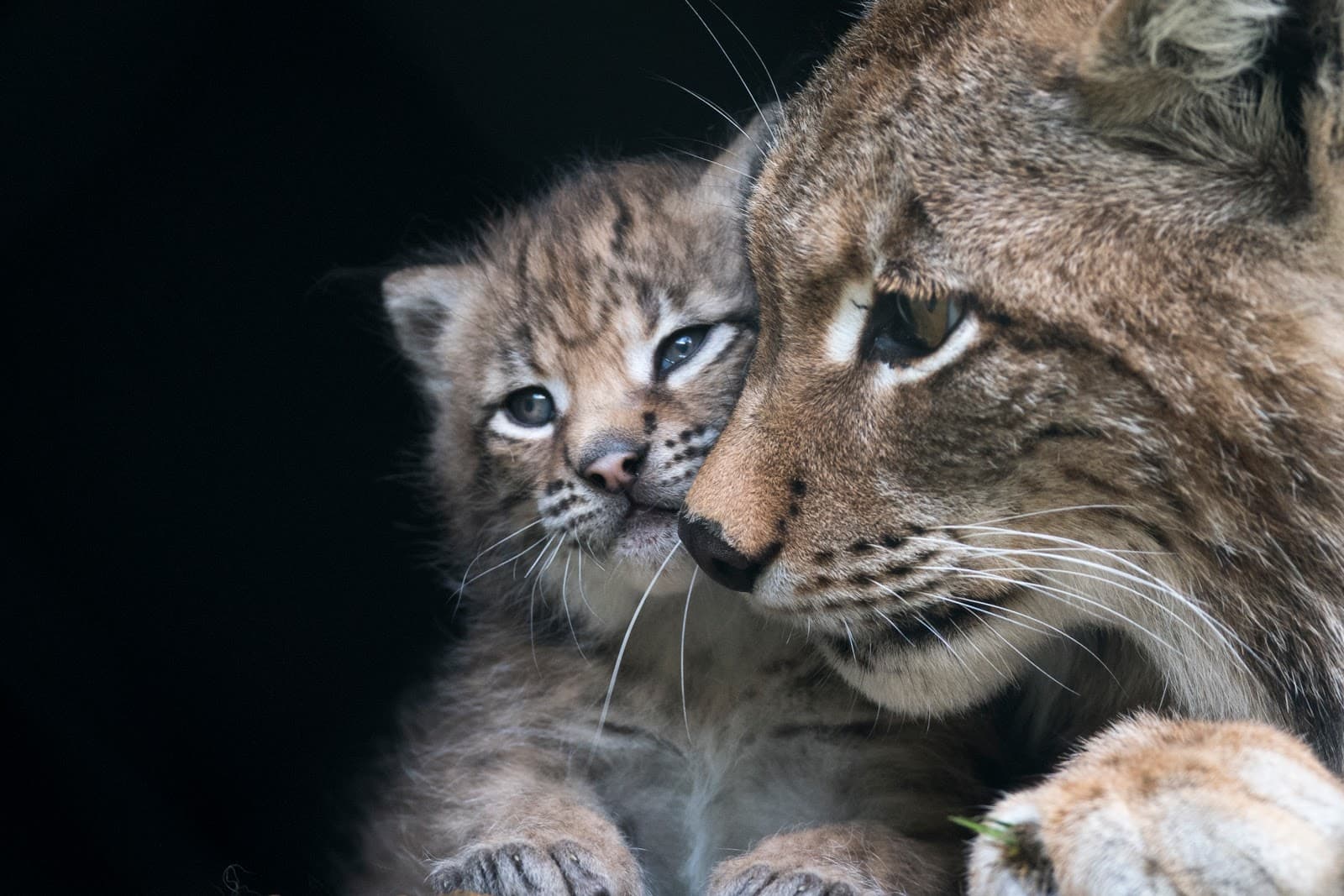 Ferleiten Wildlife and Adventure Park - Image 1