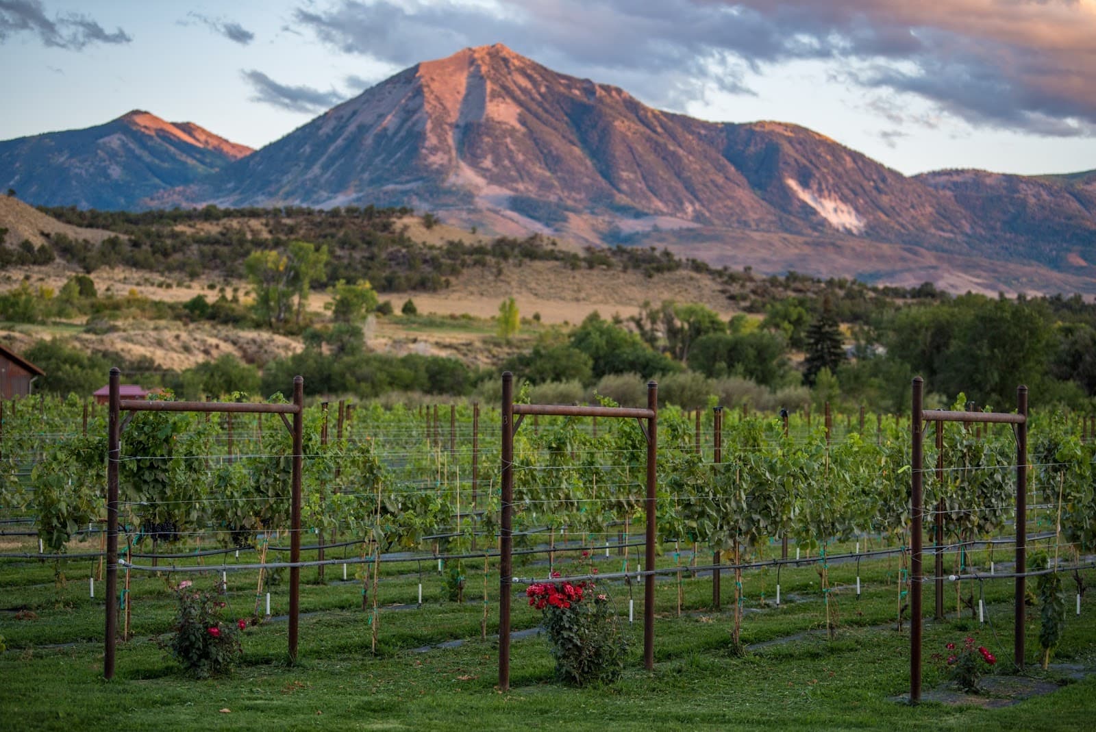 Paonia Wine Country (North Fork Valley) - Image 1