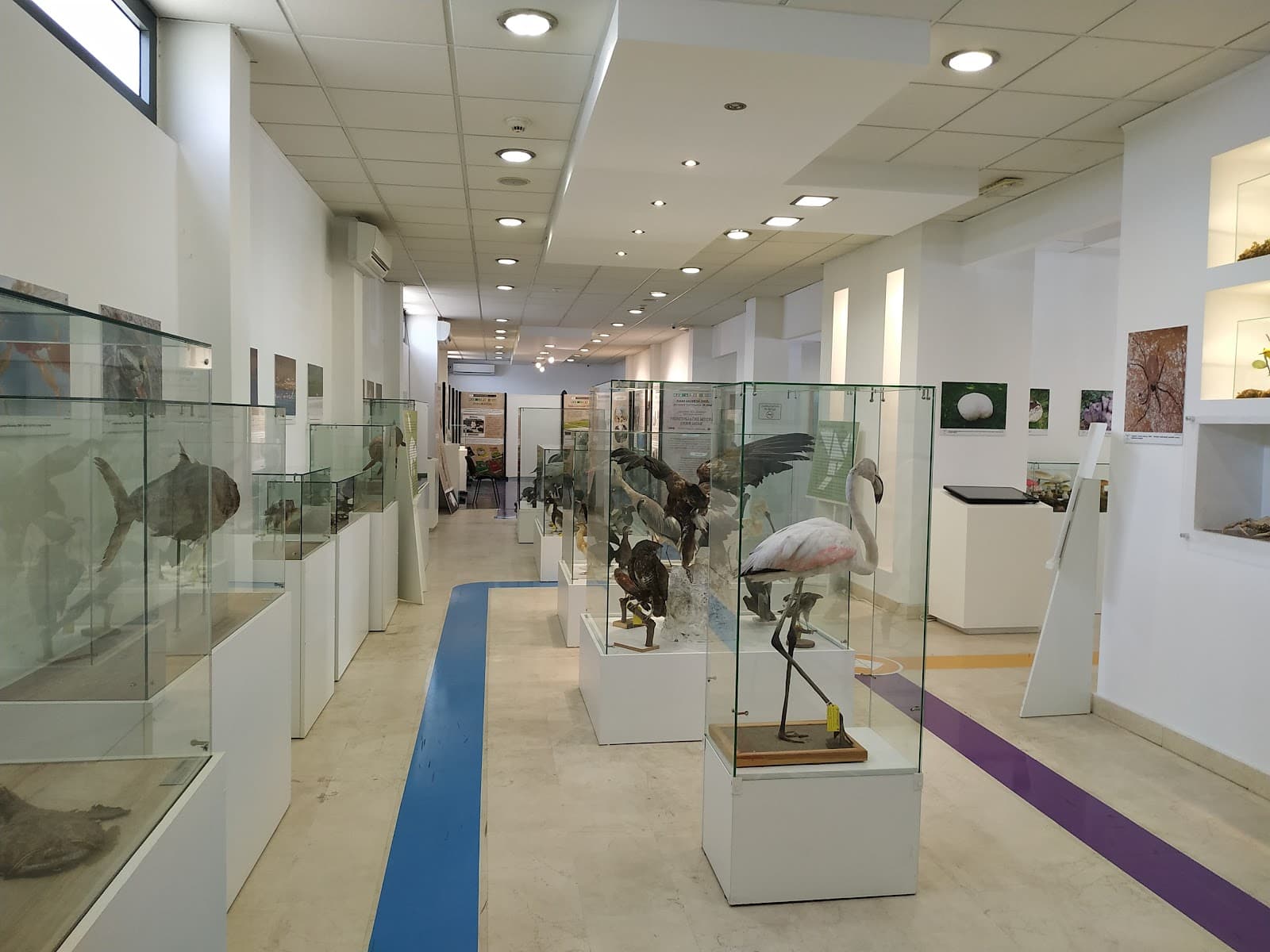 Natural History Museum of Montenegro - Image 1