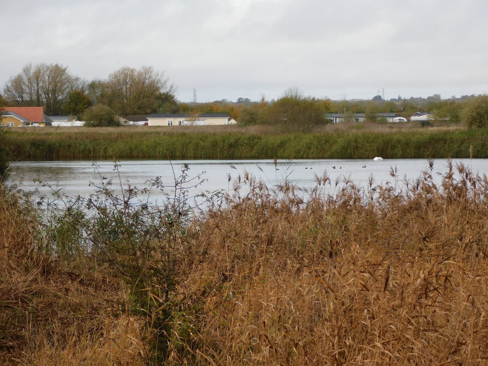 Shorncote Reedbed Nature Reserve - Image 1
