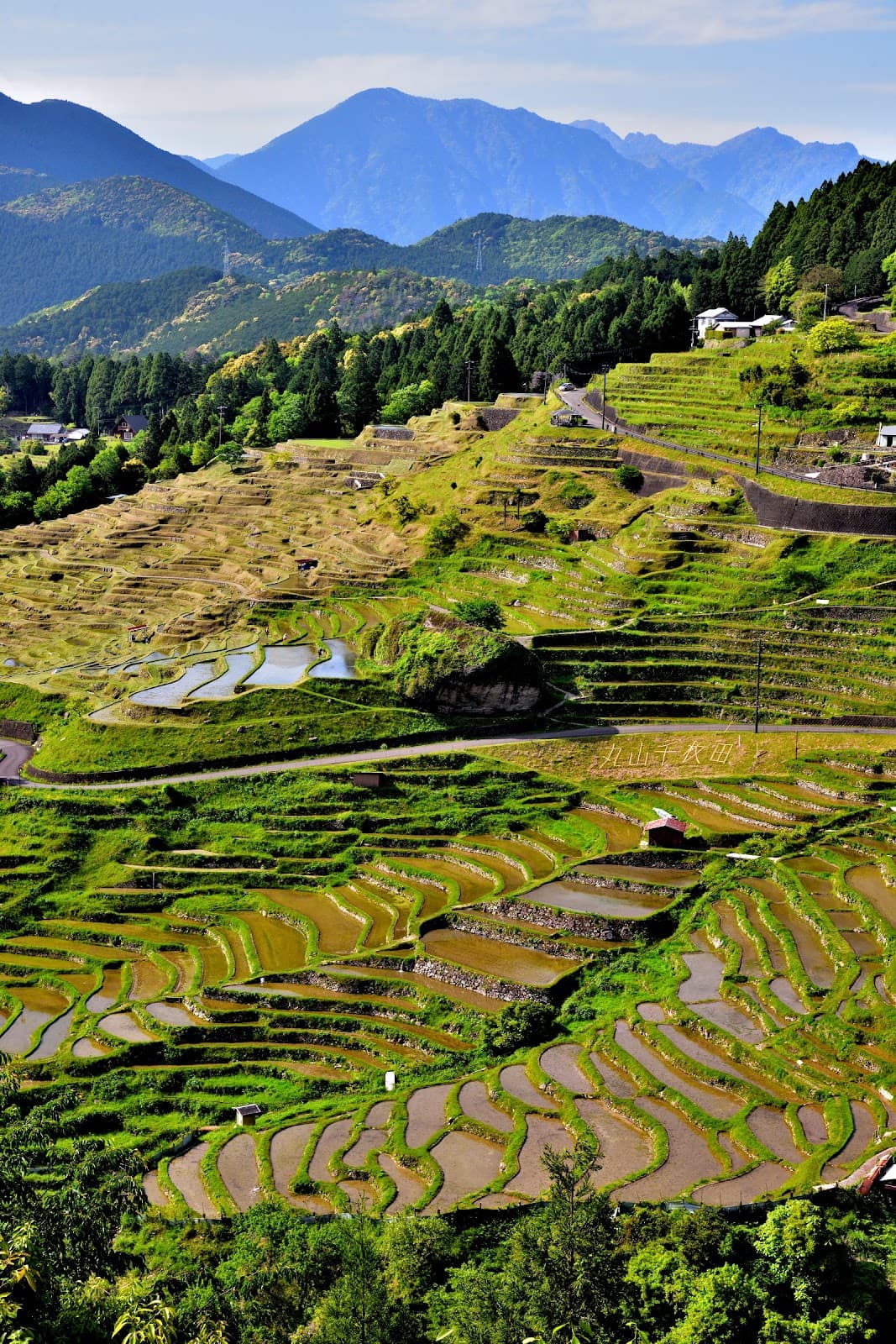 Maruyama Senmaida - Image 1
