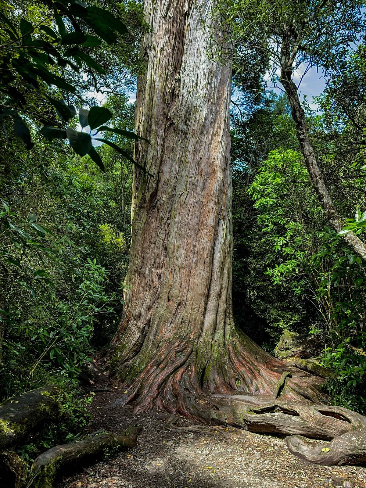 Impressive Root Systems