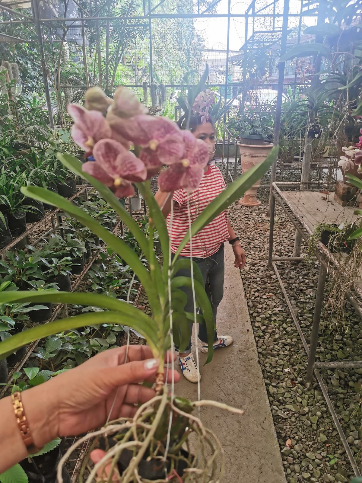 Puentespina Orchid Garden - Image 1