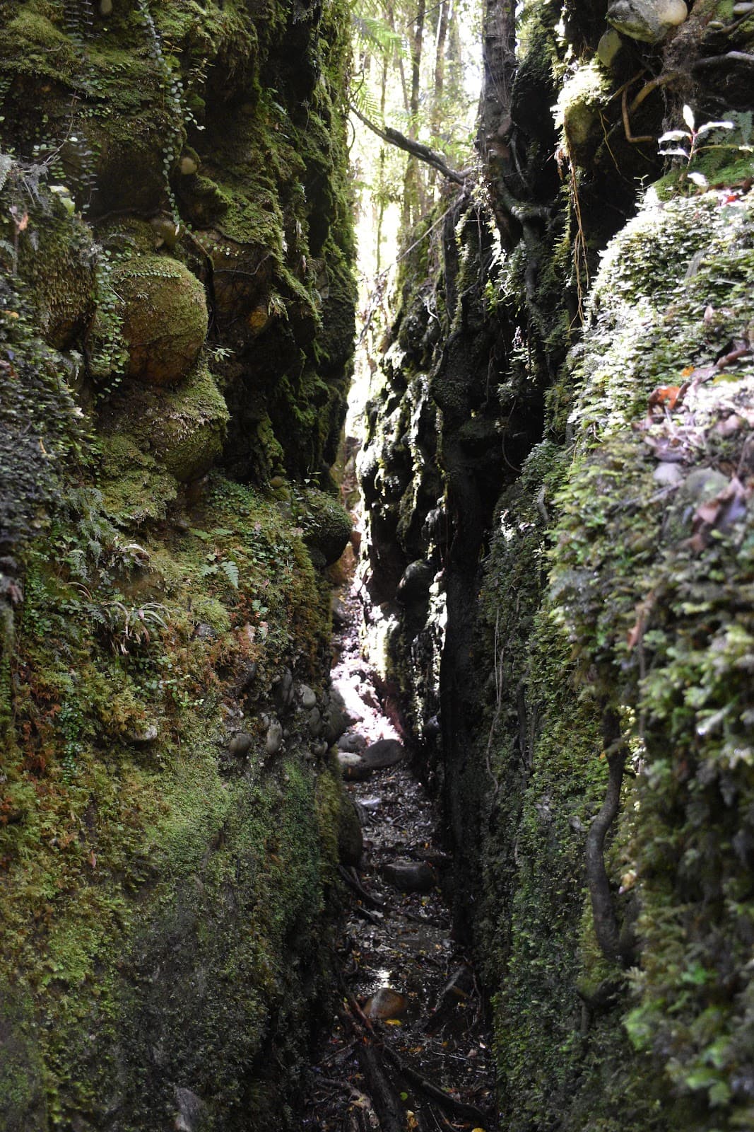 Blue Spur Bushwalk - Image 1