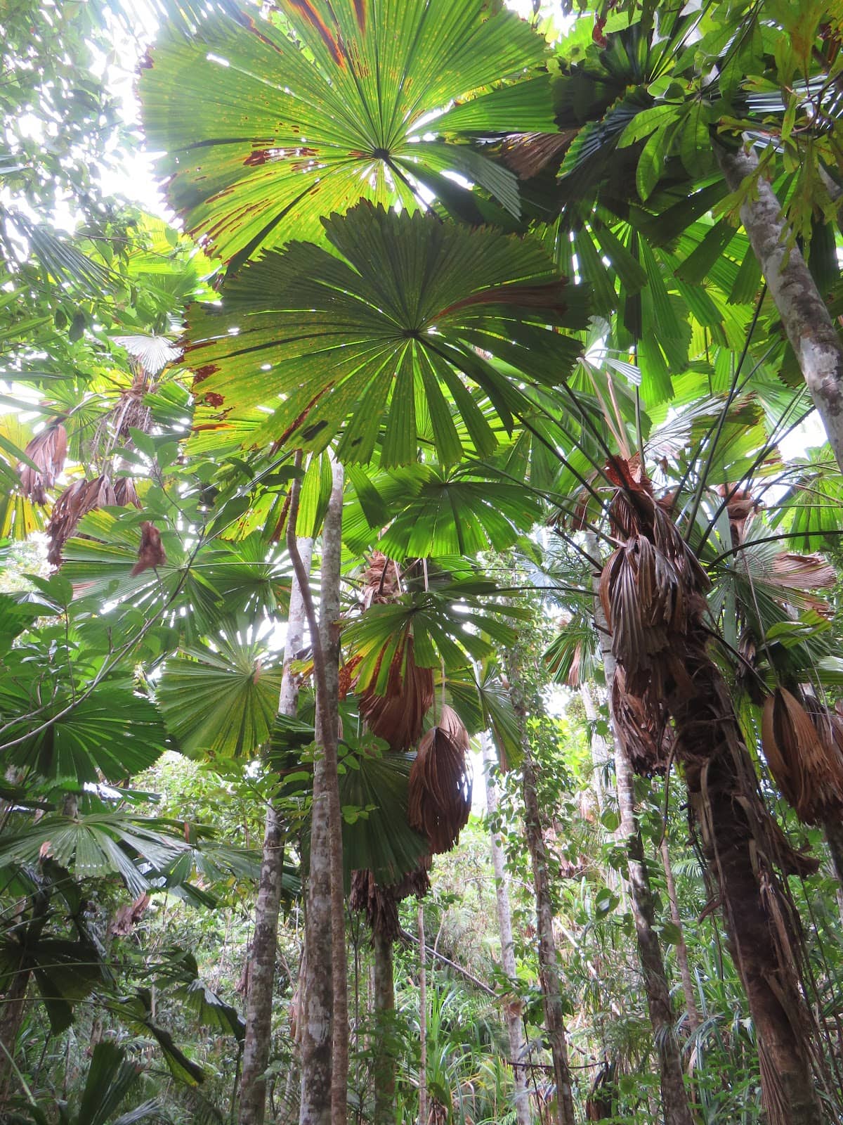 Rainforest Canopy Views