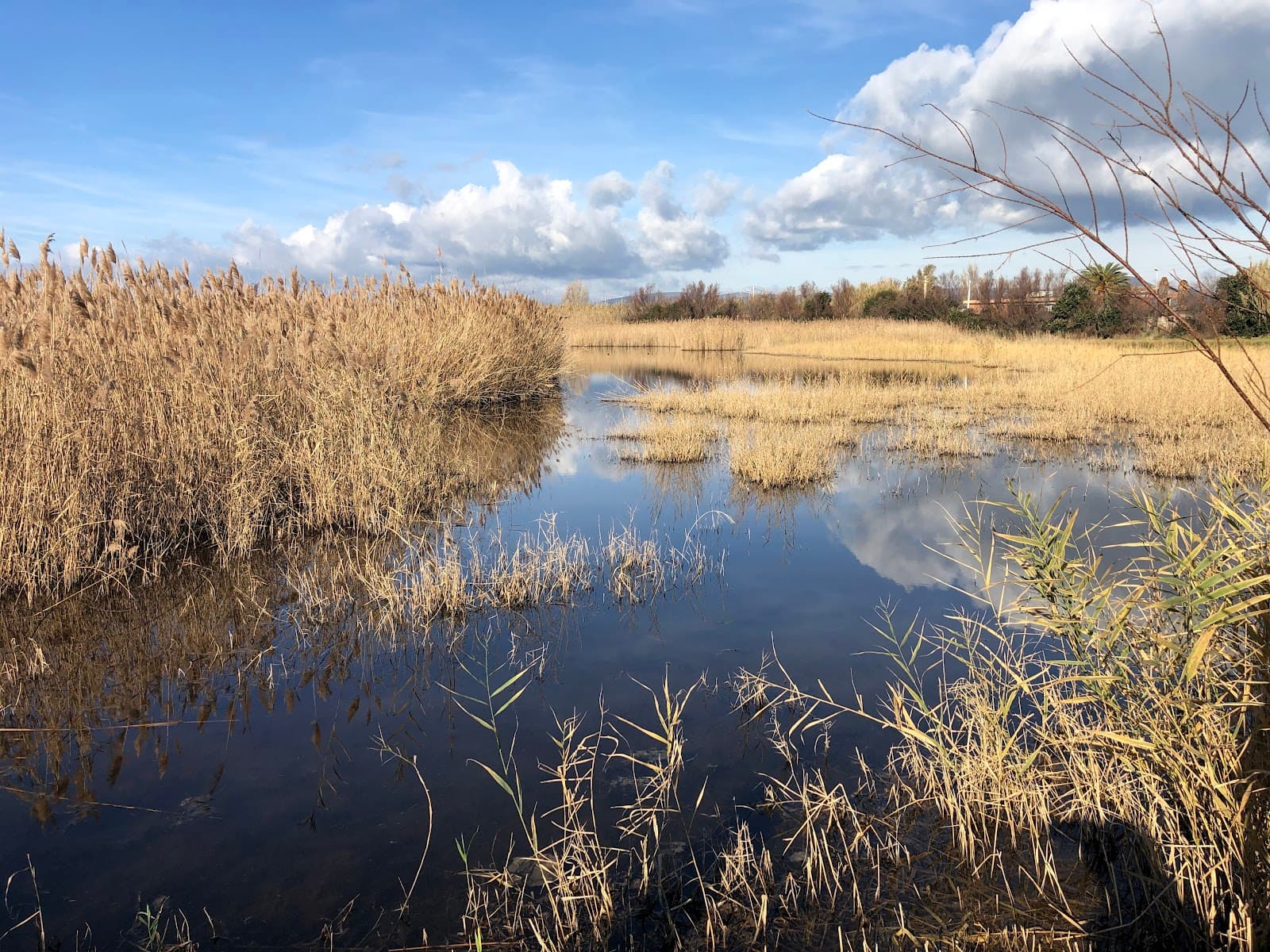 Torre Flavia Marsh Nature Reserve - Image 1