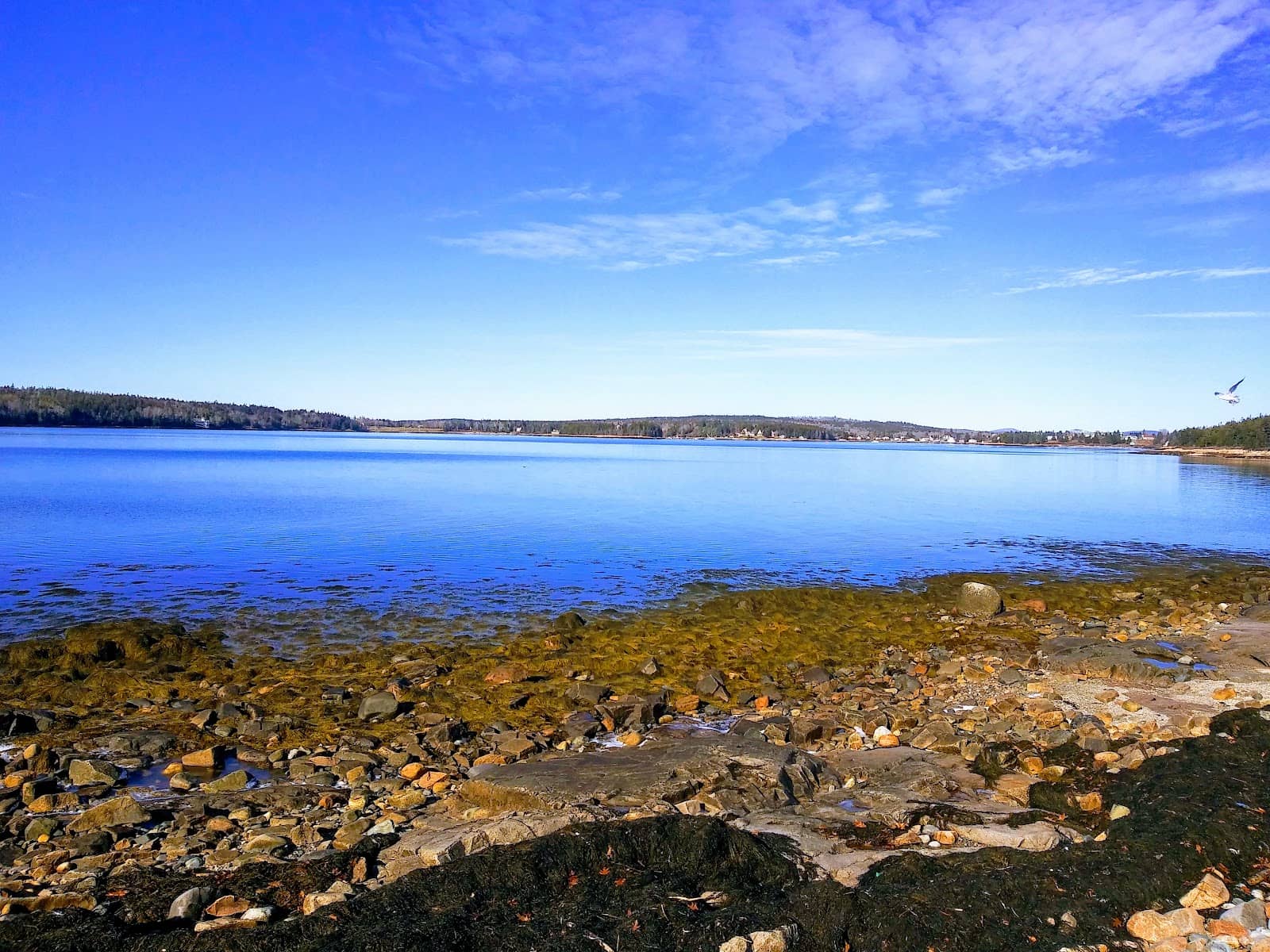 Tidal Pool Discoveries