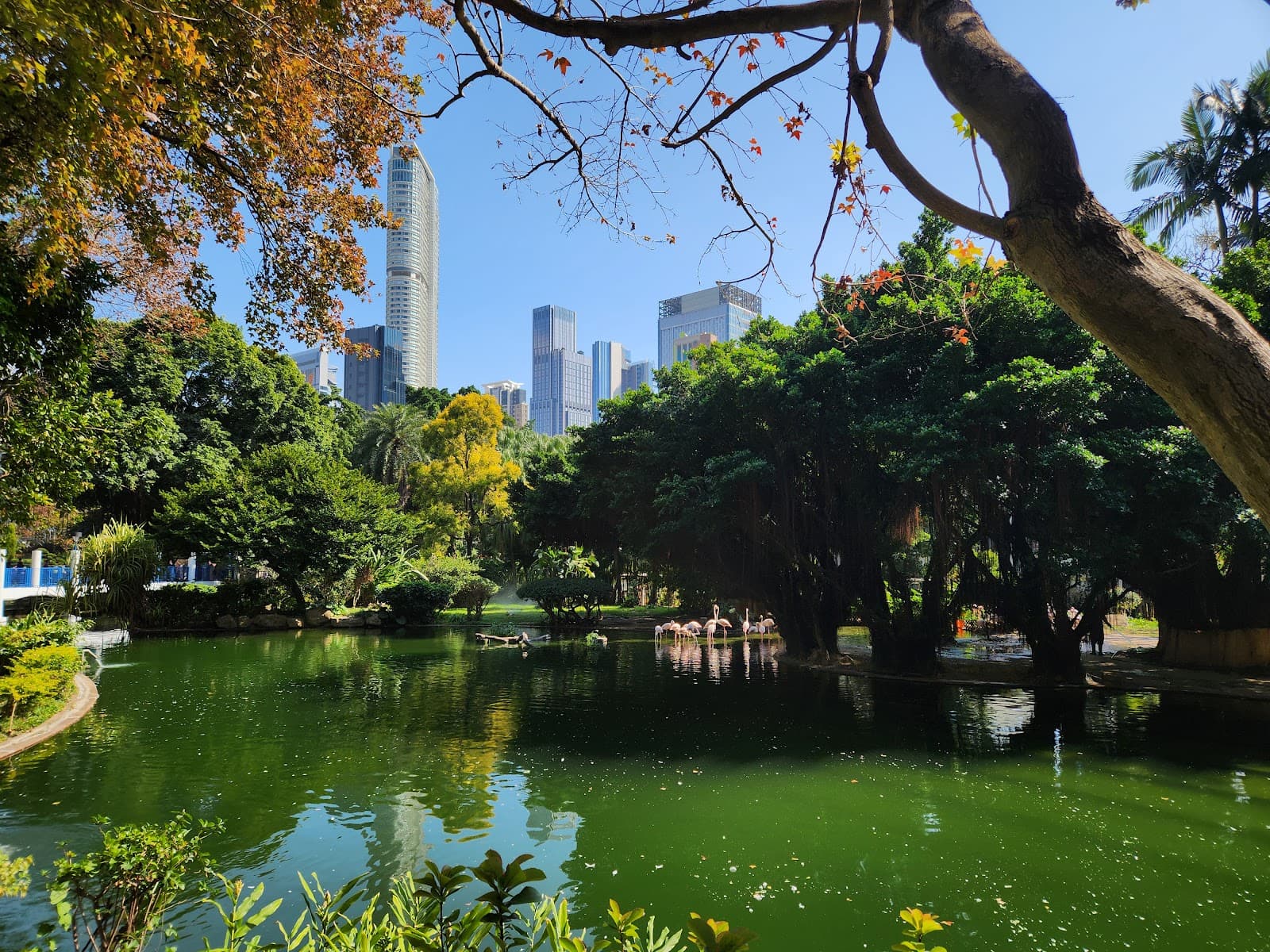 Hong Kong Park Bird Lake - Image 1