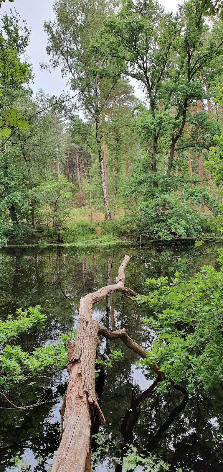 Python Rollercoaster