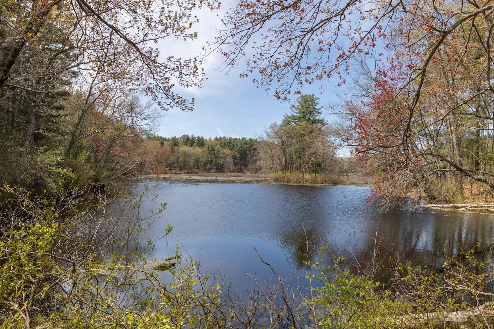 Brewster's Woods Wildlife Sanctuary - Image 1