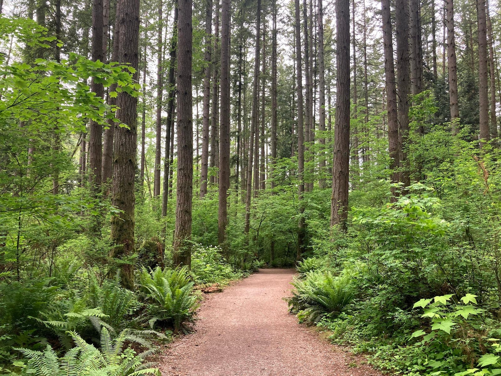 Sunnyside Acres Urban Forest - Image 1