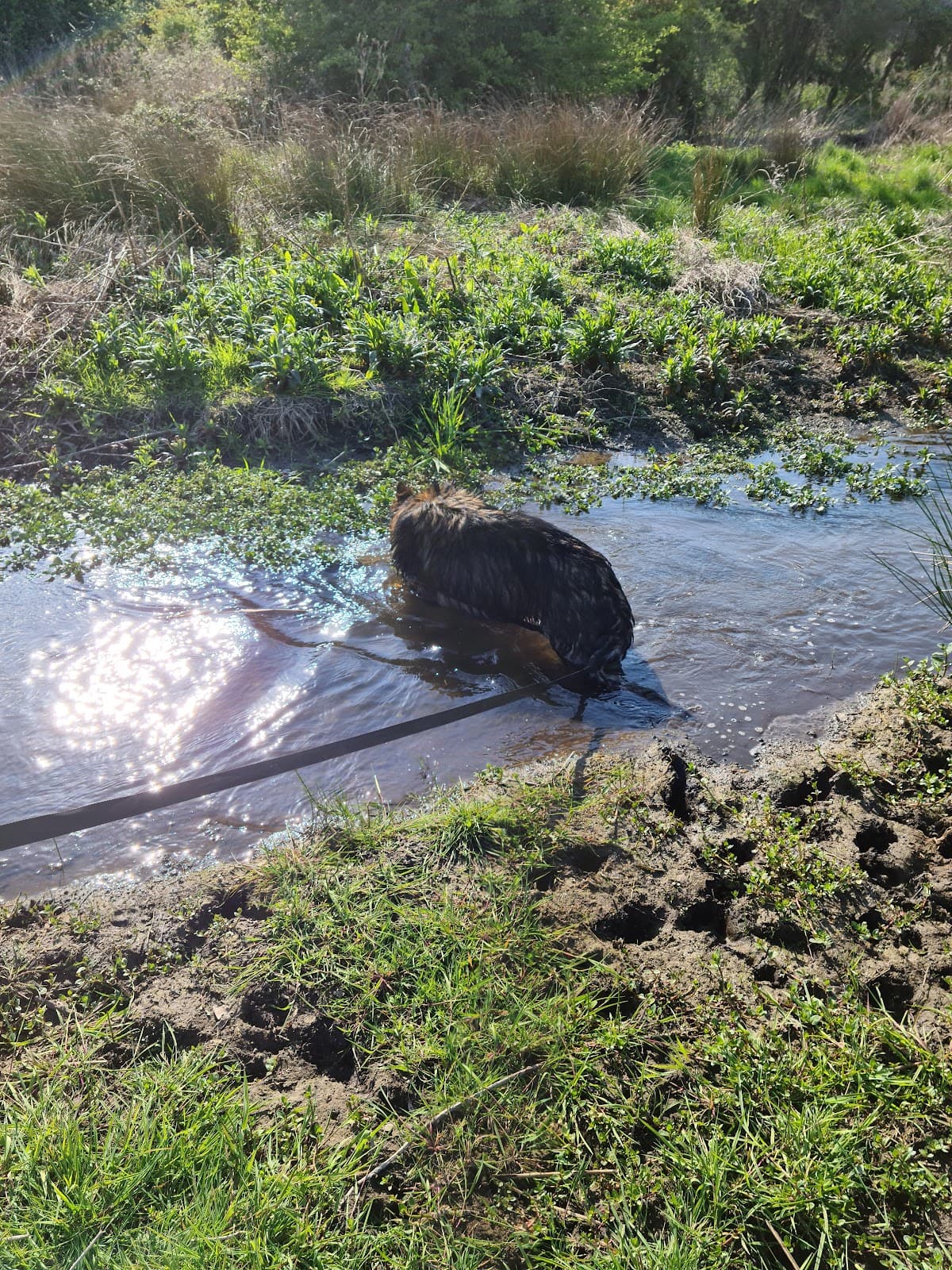 Purwell Meadows - Image 1