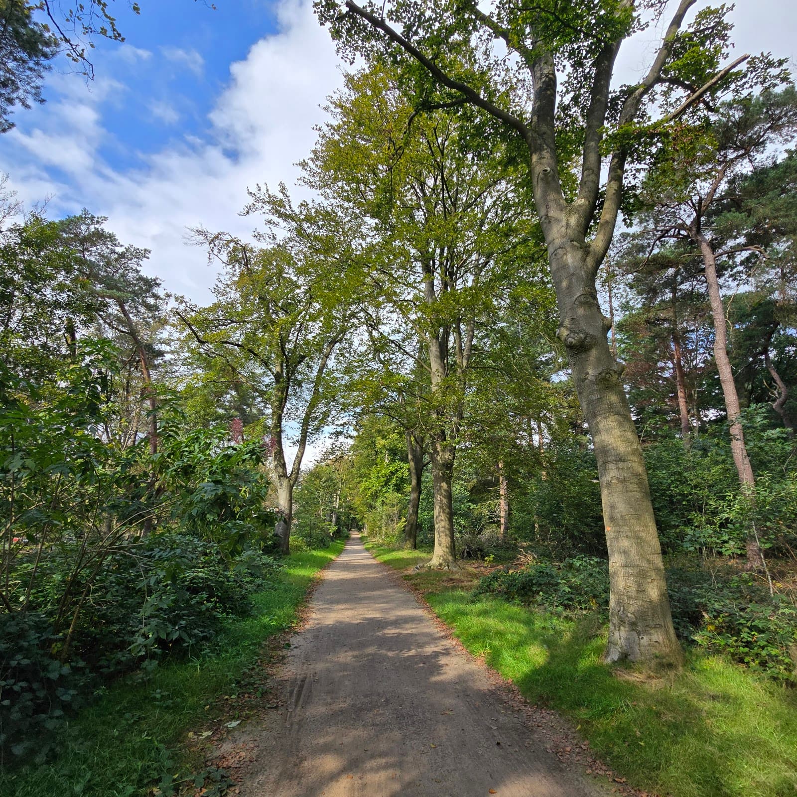 Oude Warande Forest - Image 1