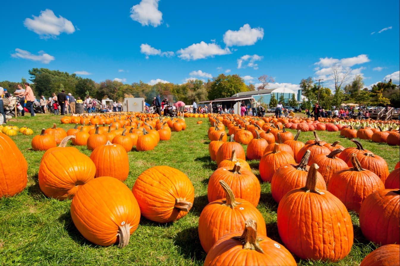 Harvest Moon Farm and Orchard - Image 1