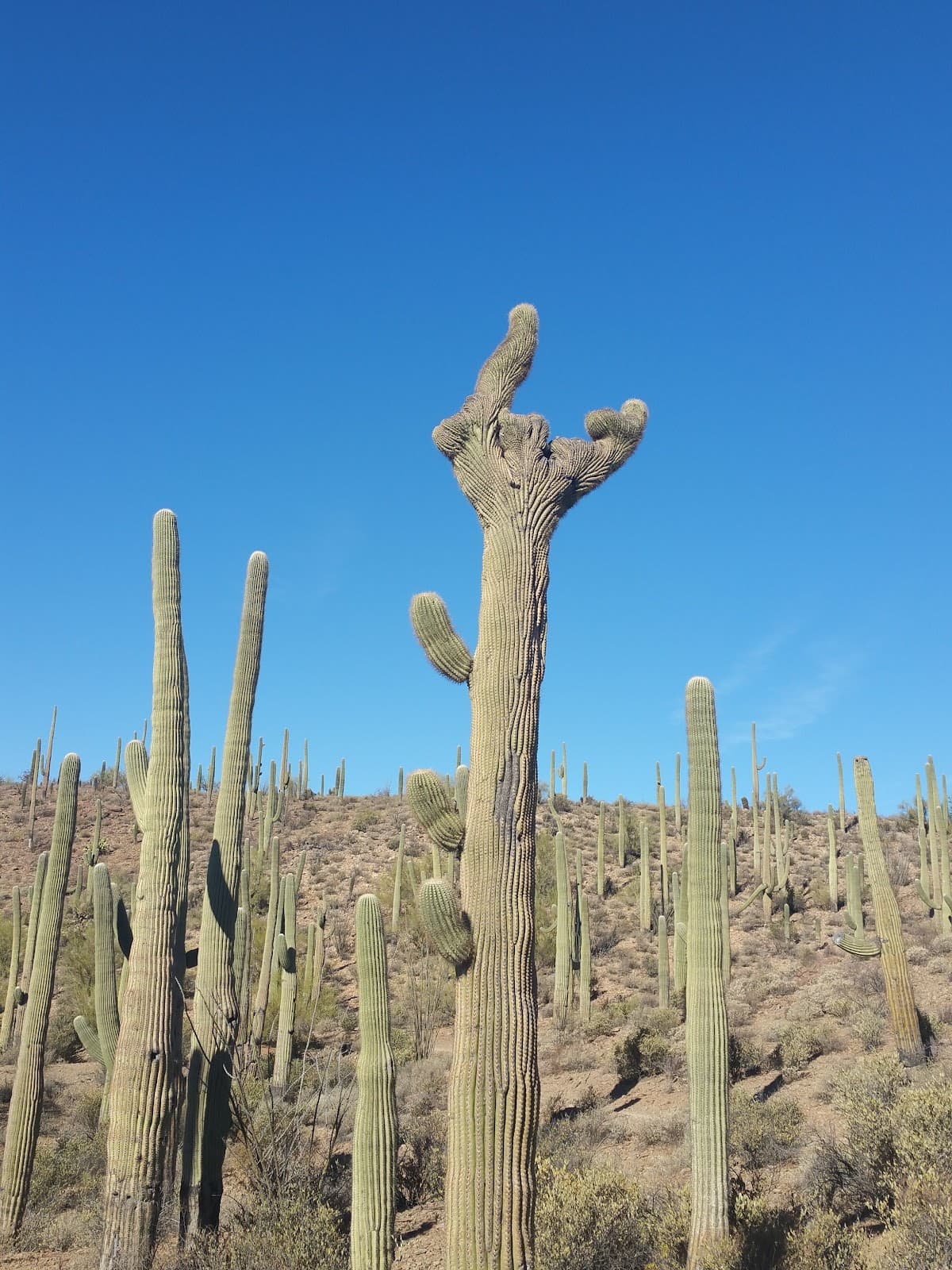 Sweetwater Preserve Tucson Mountains - Image 1