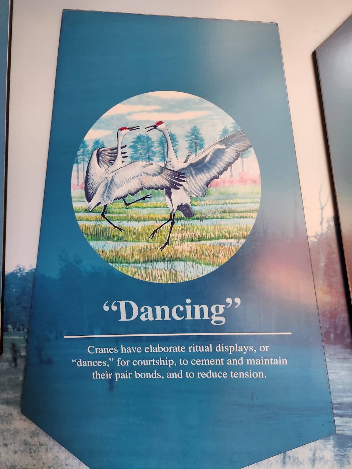 Bird Photography Opportunities