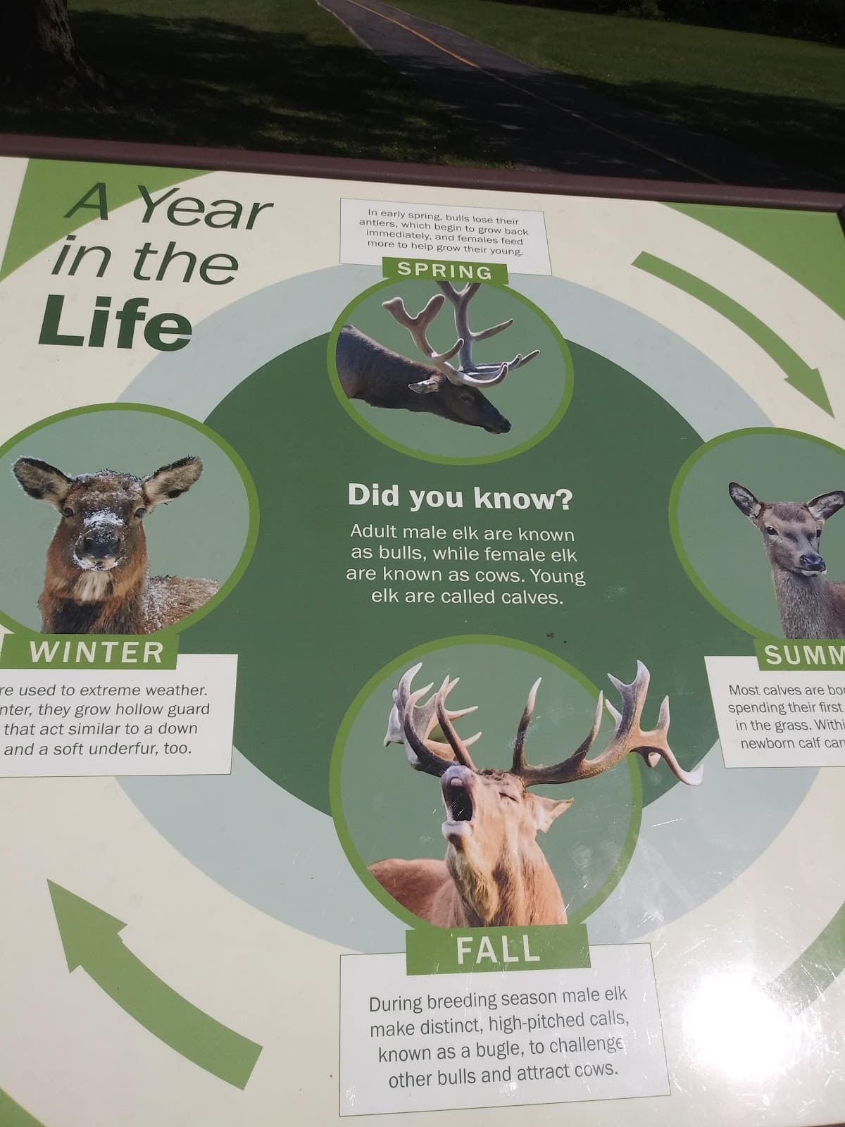 Busse Forest Elk Pasture - Image 1