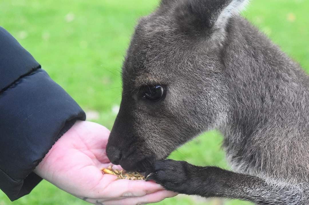 Warrawong Wildlife Sanctuary - Image 1