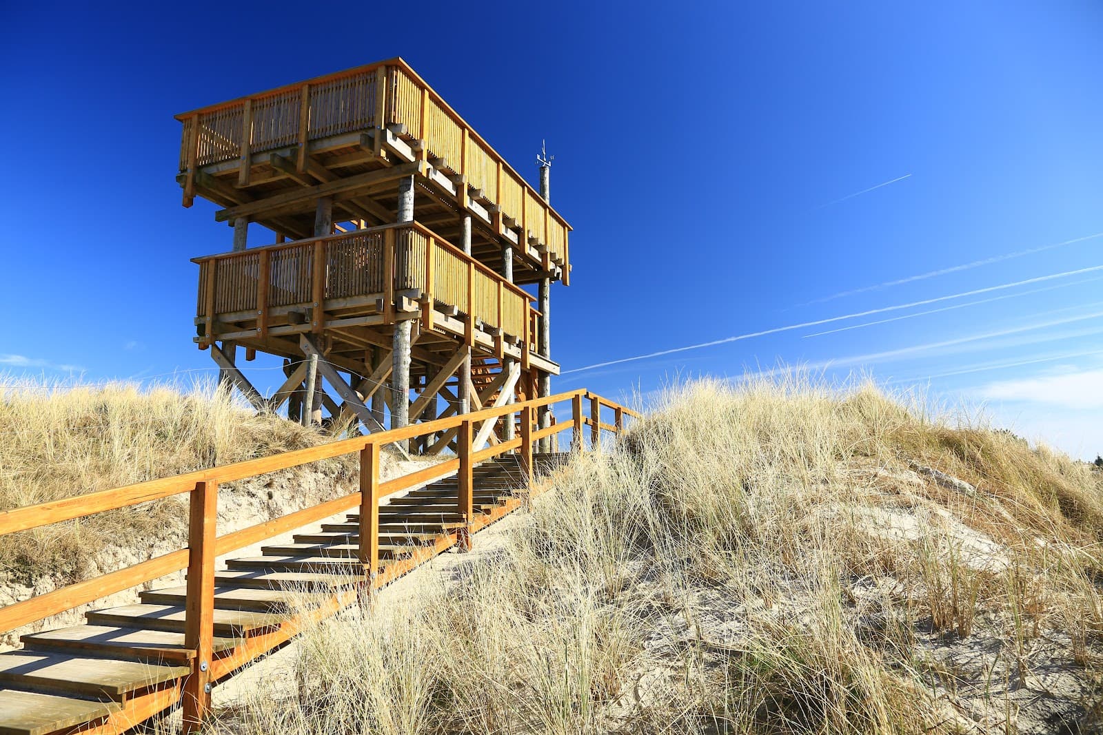 Coastal Pine Forest Ording - Image 1