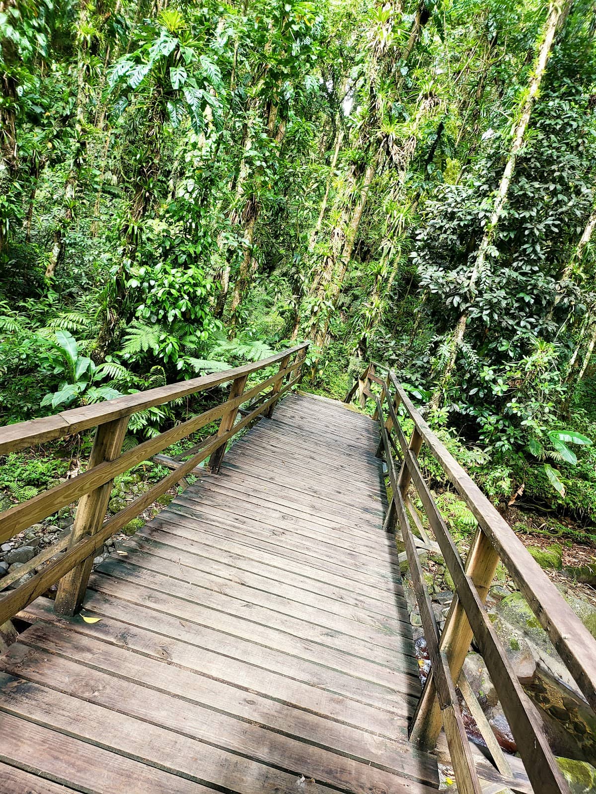 Lush Rainforest Flora